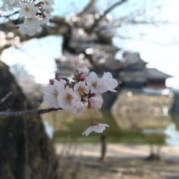 Matsumoto Castle